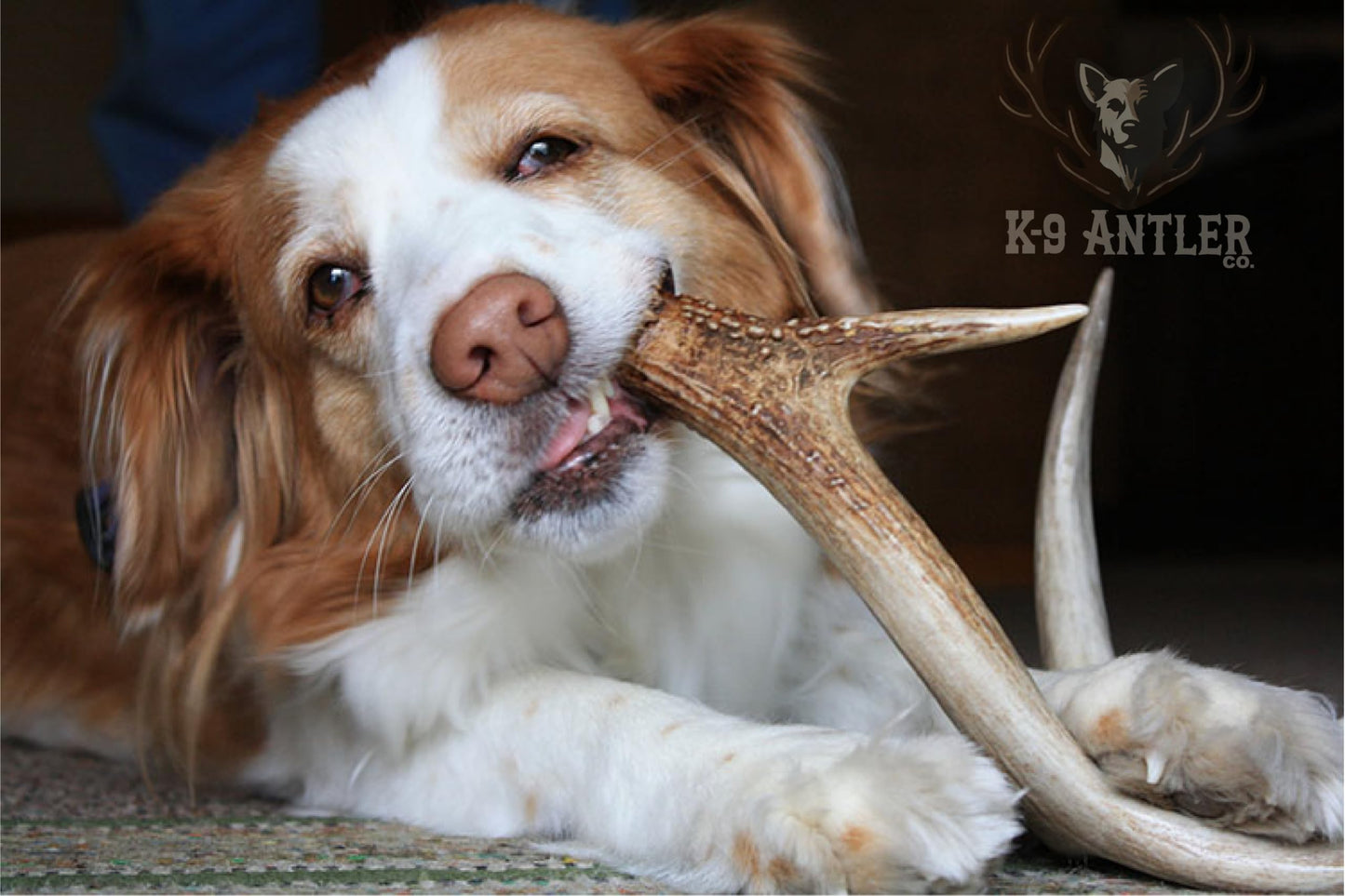 K-9 Antler Co. Elk Antlers for Dogs – Large Split, Irresistible Chew, USA Sourced, Naturally Shed & Ethically Harvested