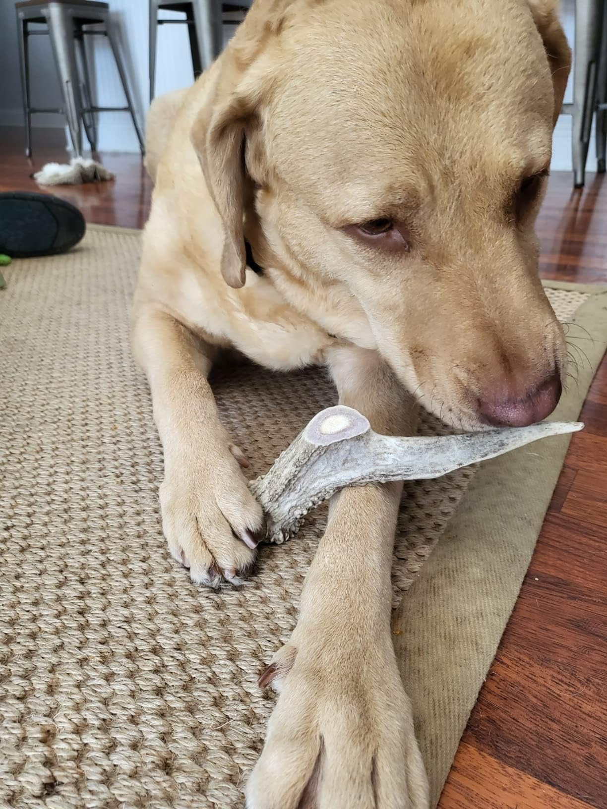 hotspot pets Premium Deer Antlers for Dogs - 7+ Inch Large Antler Dog Chews (2 Pack) Made in USA - Naturally Shed Antler Bone for Large Breed Aggressive Chewers - Promotes Dental Hygiene