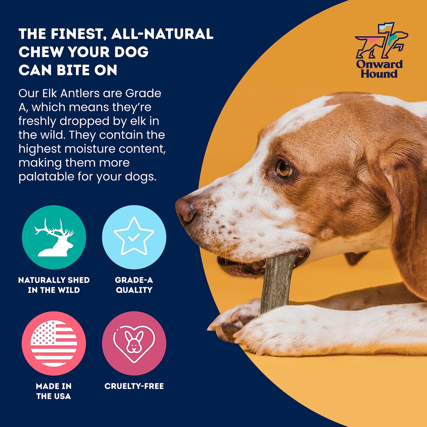 Onward Hound Elk Antlers for Dogs, 6"+ Medium 1-Pack, Grade A Long Lasting Chew for Aggressive Chewers, Premium USA Naturally Shed Antler - Healthy, No Odor, Durable Dog Chew for 15-35lb Breeds